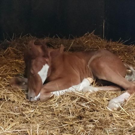 Haras Des Buissonnets Apartment Bois-Anzeray Bagian luar foto