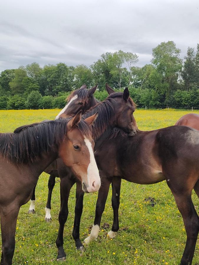Haras Des Buissonnets Apartment Bois-Anzeray Bagian luar foto